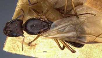 Media type: image;   Entomology 21490 Aspect: habitus dorsal view